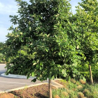 Tall, mature shade tree with green leaves in planting bed next to parking lot