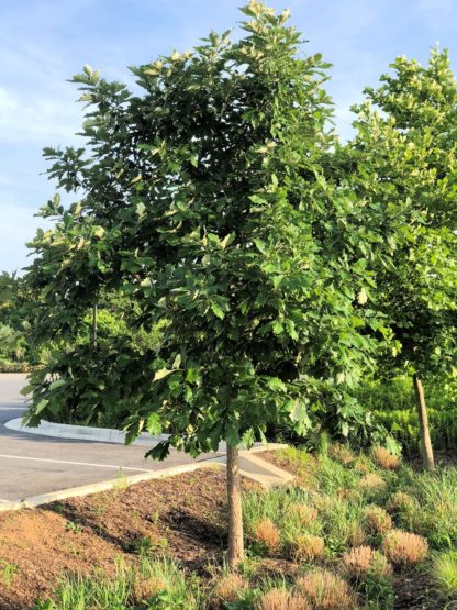 Tall, mature shade tree with green leaves in planting bed next to parking lot