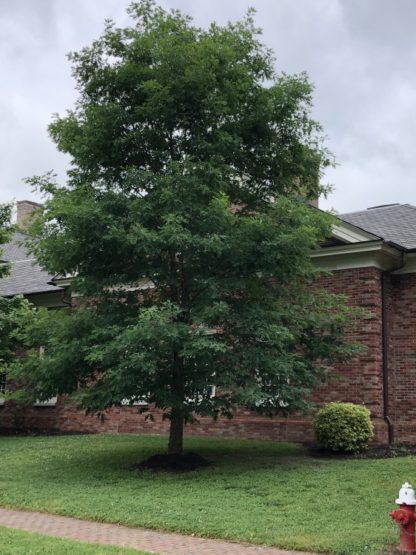 Tall, mature shade tree with green leaves in lawn next to house