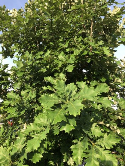 Close-up of dark green leaves on branch