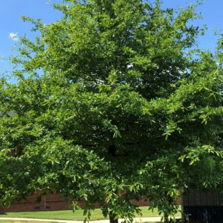 Tall, mature shade tree with green leaves in lawn near sidewalk