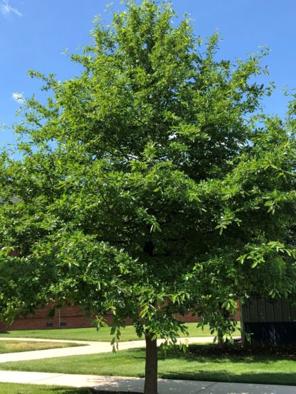 Tall, mature shade tree with green leaves in lawn near sidewalk