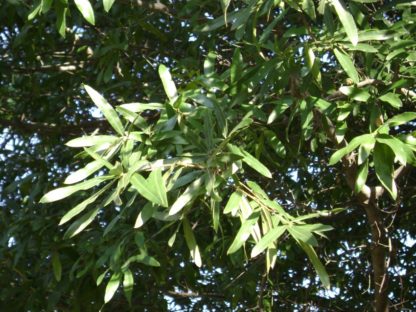 Close-up of dark green leaves on branch