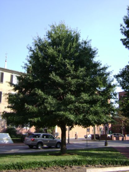 Tall, mature shade tree with green leaves in lawn in front of buildings