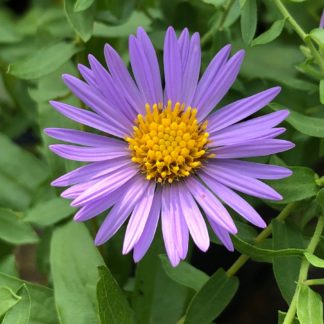 Close-up of purple daisy-like flower
