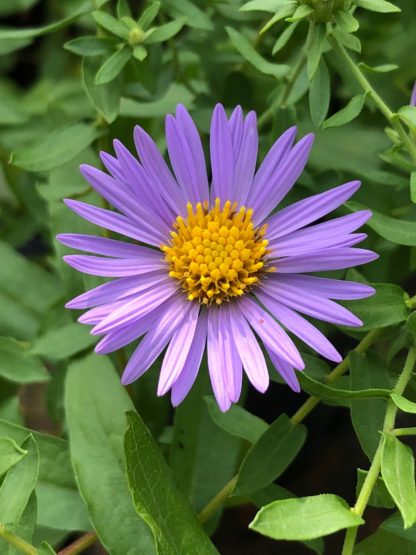 Close-up of purple daisy-like flower