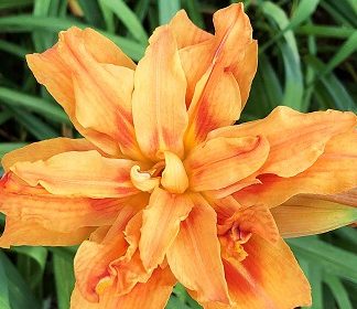 Red/Orange Flowers