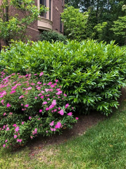 Large green shrub planted next to mature shrub blooming with bright pink flowers