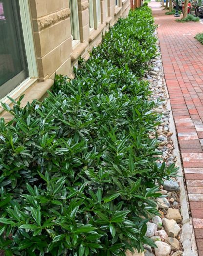 Low hedge of shrubs with shiny green leaves with stone mulch and brick sidewalk
