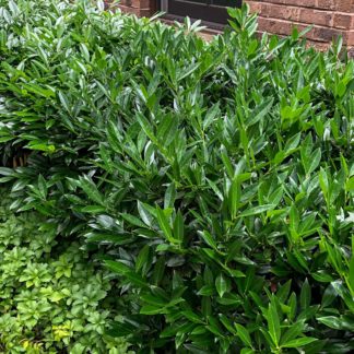 Low hedge of shrubs with shiny green leaves in front of brick building