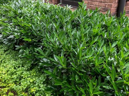 Low hedge of shrubs with shiny green leaves in front of brick building