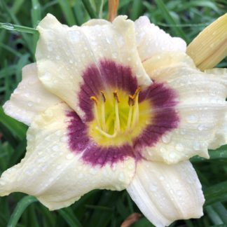 Close-up of a large, cupped, creamy-white flower with a splash of vibrant purple at the center