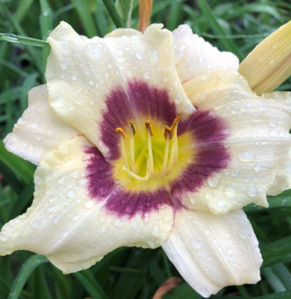 Close-up of a large, cupped, creamy-white flower with a splash of vibrant purple at the center