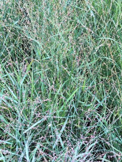 Bluish-green grass with airy flower plumes