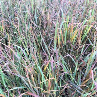 Feathery green grass with greenish-red blades