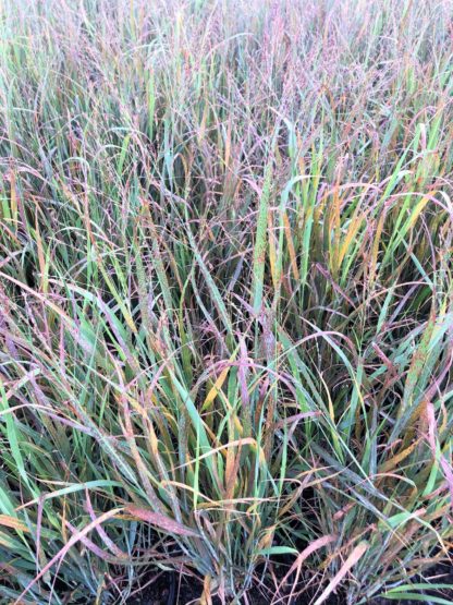 Feathery green grass with greenish-red blades