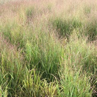 Feathery green grass with pale pink, airy flower plumes