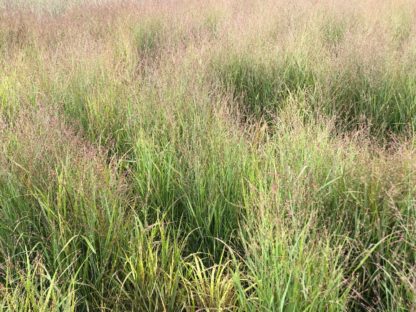 Feathery green grass with pale pink, airy flower plumes