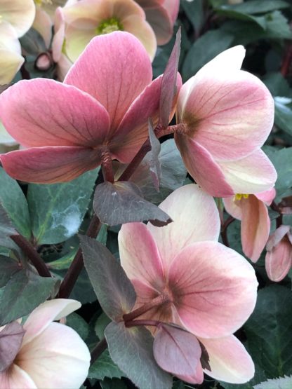 Close-up of backs of flowers which are dark pink