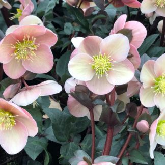 Soft pink flowers with large creamy-white centers on purplish stems