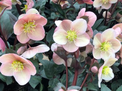 Soft pink flowers with large creamy-white centers on purplish stems