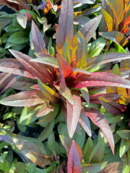 Close-up of narrow, pointed leaves transition from a light green to a vibrant red.
