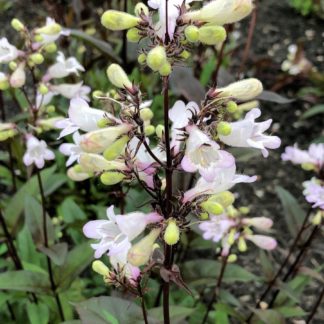 Close up of whitish-pink, tube-shaped flowers on black stems blooming above burgundy-green leaves on plants in garden