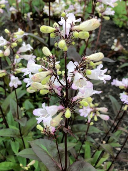 Close up of whitish-pink, tube-shaped flowers on black stems blooming above burgundy-green leaves on plants in garden