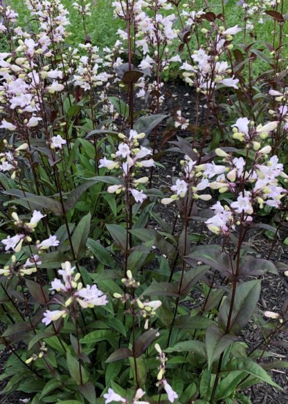 Whitish-pink, tube-shaped flowers on black stems blooming above burgundy-green leaves on plants in garden