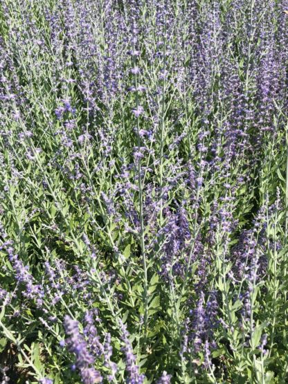 Masses of spiky, purple-blue flowers