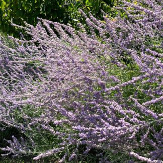 Masses of spiky, purple-blue flowers in garden