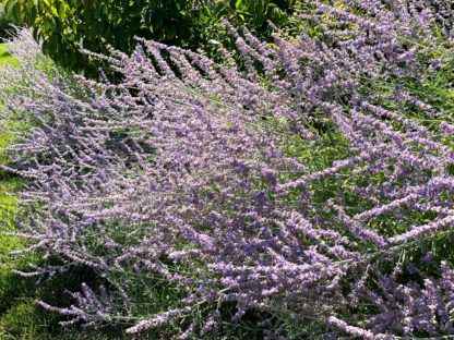 Masses of spiky, purple-blue flowers in garden