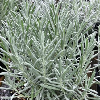 Close-up of grey, needle-like, upright foliage