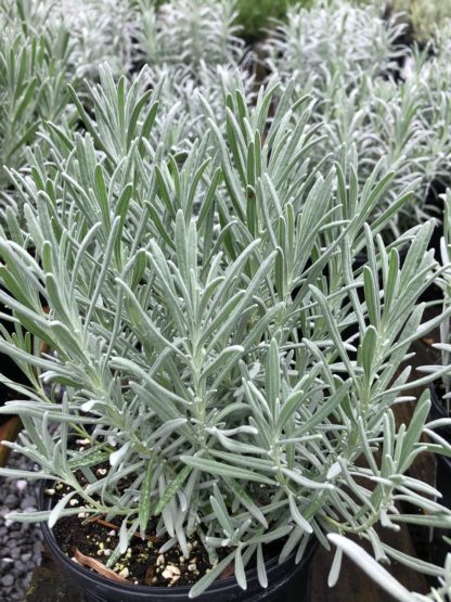 Close-up of grey, needle-like, upright foliage