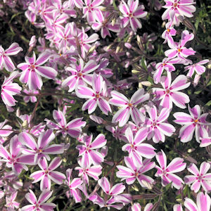 Masses of small white flowers with pink stripes on a bed of green needle-like leaves