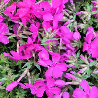 Masses of small bright pink flowers on a bed of green needle-like leaves