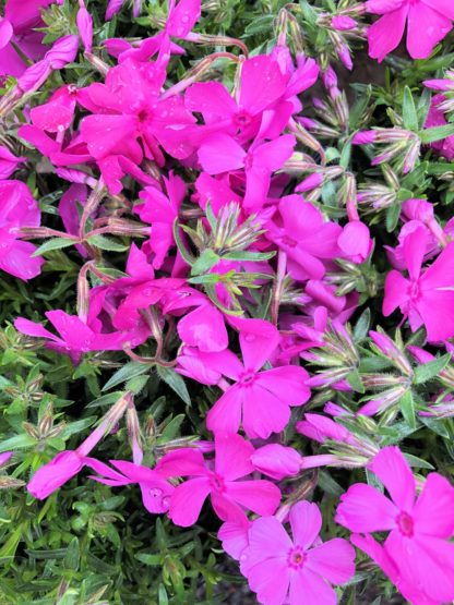 Masses of small bright pink flowers on a bed of green needle-like leaves