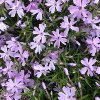 Masses of small blue flowers on a bed of green needle-like leaves