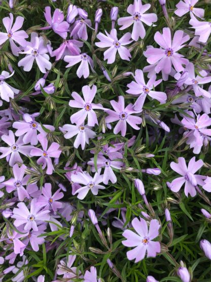 Masses of small blue flowers on a bed of green needle-like leaves