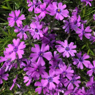 Masses of small purple flowers on a bed of green needle-like leaves
