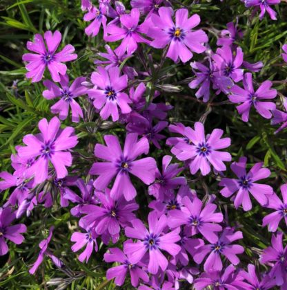 Masses of small purple flowers on a bed of green needle-like leaves