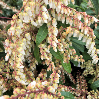 Detail of a cluster of tiny bell-shaped, white flowers hanging down on an Andromeda shrub