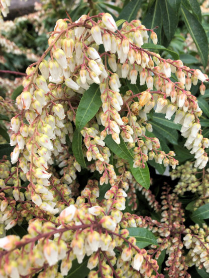 Detail of a cluster of tiny bell-shaped, white flowers hanging down on an Andromeda shrub