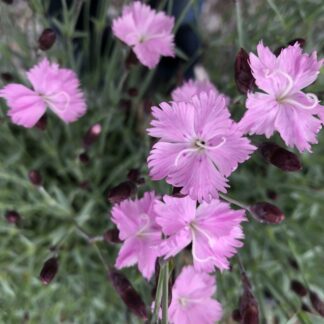 Star-shaped, light pink flowers and flower buds