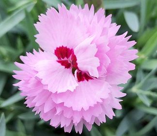 Pink Flowers