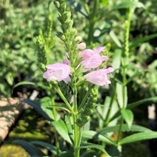 pink manners flower