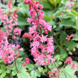 Bright-pink, vertical flowers over green leaves