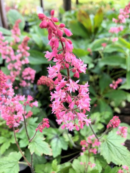 Bright-pink, vertical flowers over green leaves
