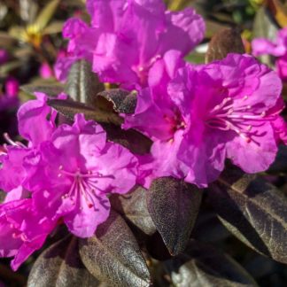 Large purple flowers on burgundy-red leaves