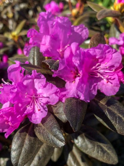 Large purple flowers on burgundy-red leaves